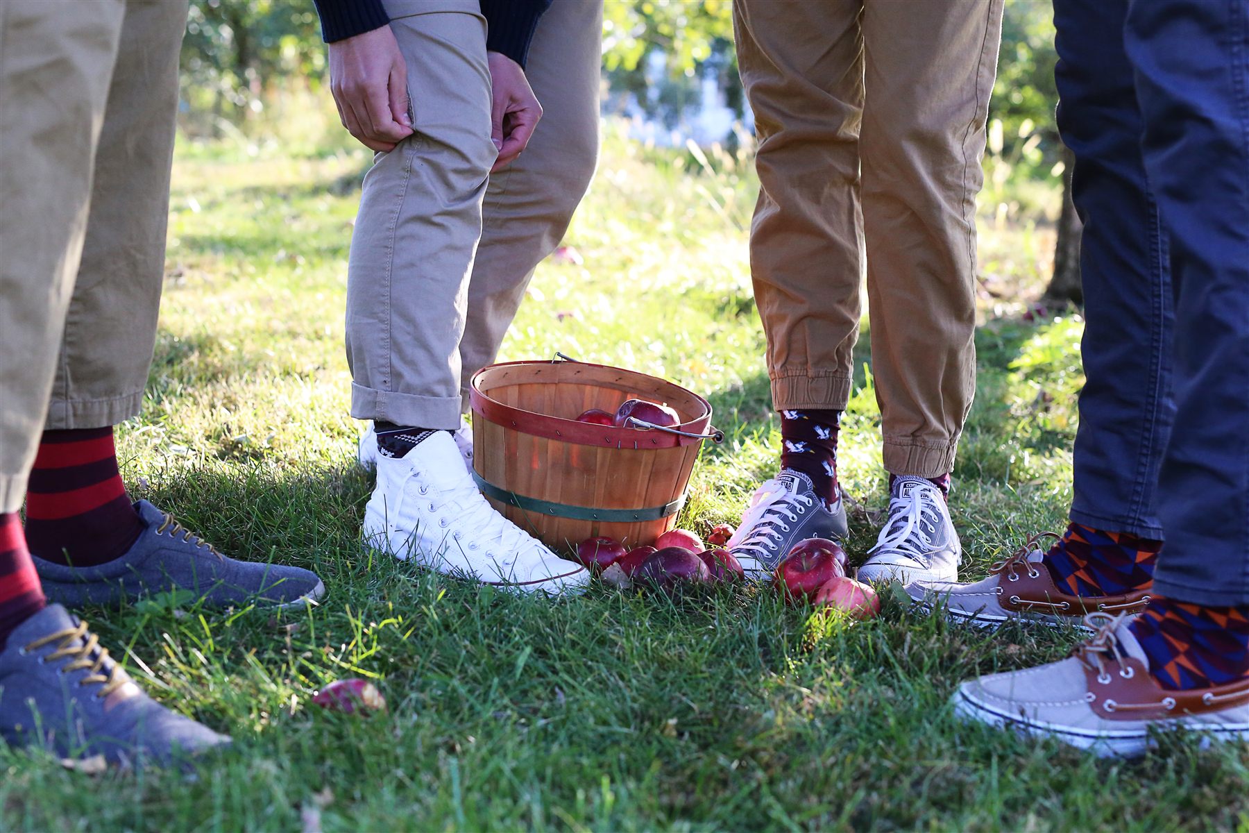 Freshly picked apples gathered in a wooden orchard basket